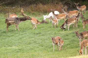 Herd of fallow deer (Dama Dama) run across the meadow.