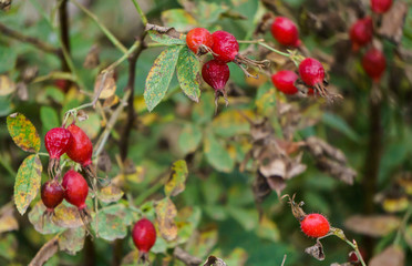 Red rose hips in the wild.Natural background.