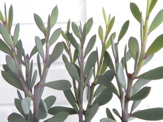 Potted succulents. Sedum. Green plant. House plants