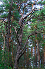 Crooked trunks of pine trees in the forest. Unusual coniferous trees in the dunes.