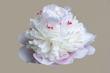 Tender pink peony flower isolated on a beige background.