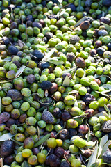 Olive time