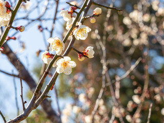 白い梅の花