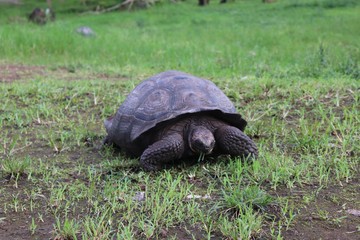 Galapagos Tortoise