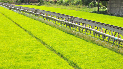Machine is pouring water to wheat grass farm in Thailand.