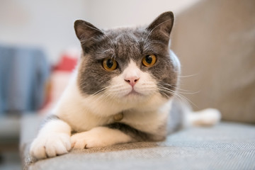 Obraz na płótnie Canvas British shorthair cat lying on the couch