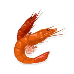 Prepared steamed or boiled red tiger shrimps. Cooked prawn. Seafood for gourmet. Source of omega-3 fatty acids, iodine and protein. Vector illustration on white for market label, food packing, menu.