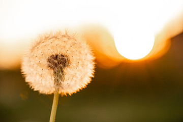 concept of freedom. dandelion flowers in spring in a field close-up in the golden rays of the sun. free space for text