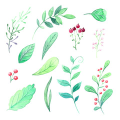 Watercolor set of field plants leaves and berries