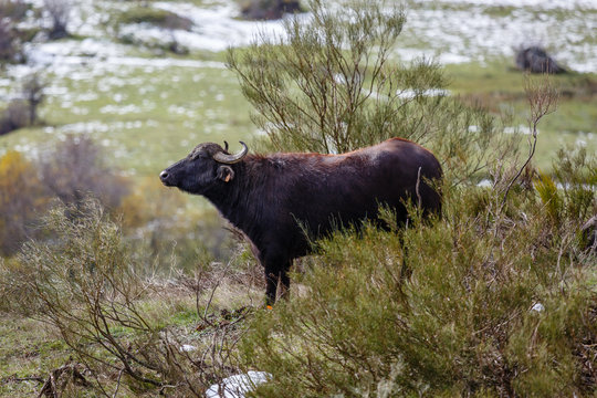 Bubalus bubalis. Vista lateral de un búfalo de agua.