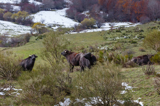 Grupo de búfalos de agua en los pastos del valle con nieve. Bubalus bubalis.
