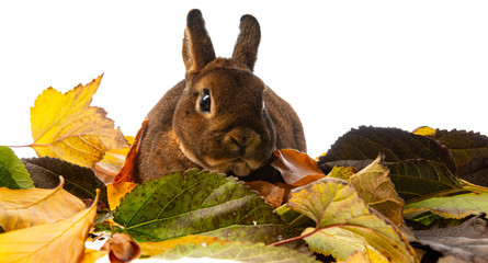 cute little rabbit and autumnal leaves