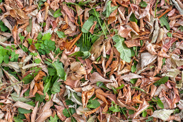 Natural texture of green leaves mixed with dry browns on autumn ground. Autumn carpet of vegetation