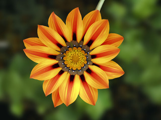 Yellow-red dahlia flower on a green garden background