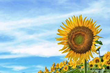 Obraz premium ヒマワリの花 Sunflower 