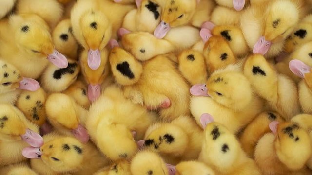 many yellow nimble little ducklings in a cage
