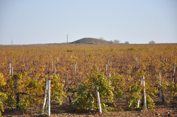 Fototapeta premium vineyard in autumn