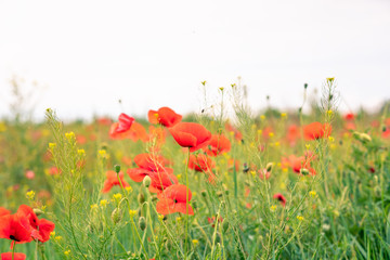 Poppy field. Wild poppy, red poppy. Unusual flowers. Red poppy flowers in the field.