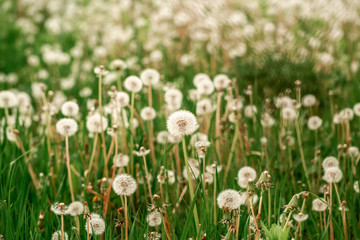 nature white flowers blooming dandelion. Background Beautiful blooming bush of white fluffy dandelions. dandelion flower . Dandelion field