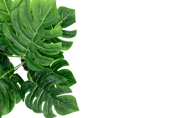 Monstera Tropical palm leaves on white background