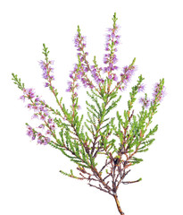 fine lilac blossoming heather branch on white