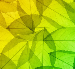 Obraz na płótnie Canvas cherry tree green and yellow leaf skeletons background