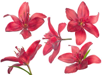 isolated five bright red lily blooms