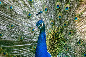 Fototapeta na wymiar peacock blue male on fine bright tail background