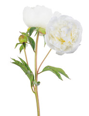 isolated large white peony with two blooms