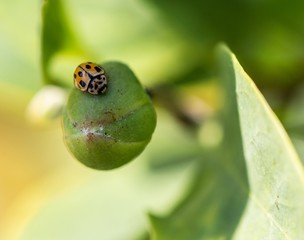 Macro photo of Ladybug in the green grass