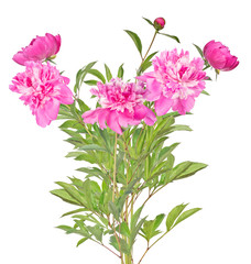 isolated lush bunch of dark pink peony flowers