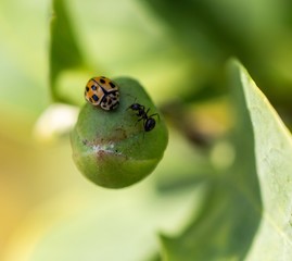 Macro photo of Ladybug in the green grass