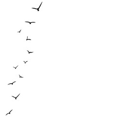 vector background with flying birds on the right side.