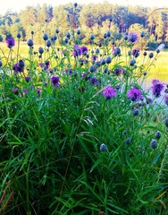 Wild field flowers colorful background