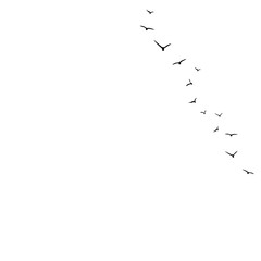 vector background with flying birds on the right side.