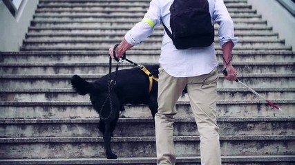 Rear view of senior blind man with guide dog walking up the stairs in city.