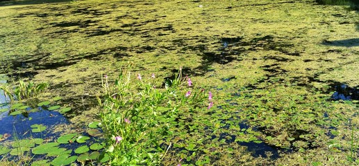 Swamp water green background texture