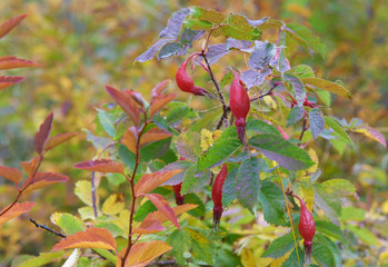 Briar, wild rose hip shrub in nature