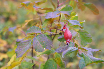 Briar, wild rose hip shrub in nature