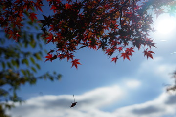赤い楓