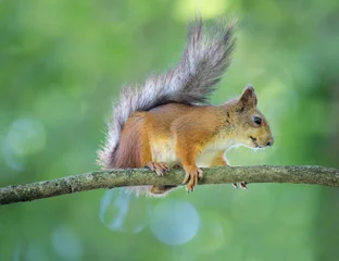 Schilderijen op glas oranje kleine eekhoorn op boomtak © Alexander Potapov