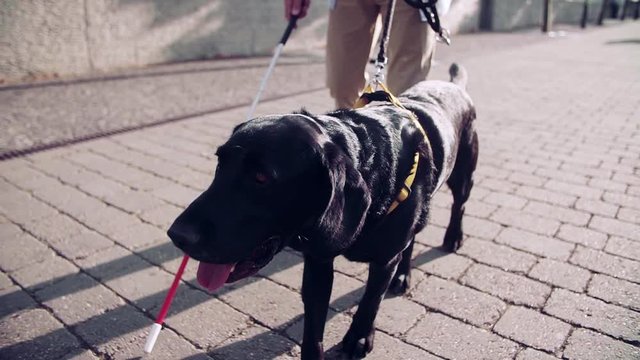 Unrecognizable blind man with guide dog outdoors in city, walking. Slow motion.