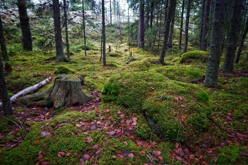 Moss covered rocks in the forest