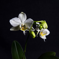 White orchid flower plant in colour