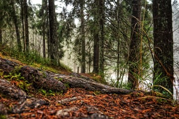 Roots in the foorpath