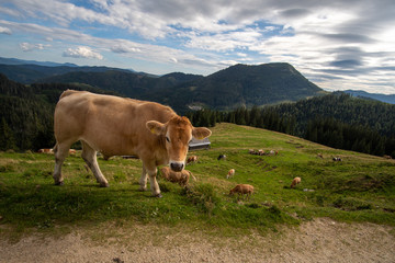 Fototapeta na wymiar Liebreizende Kuh am Rande eines Wanderwegs auf die Veitsch