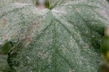 Diseased plant. Downy mildew on cantaloupe melon leaves in agriculture farm. Pseudoperonospora...