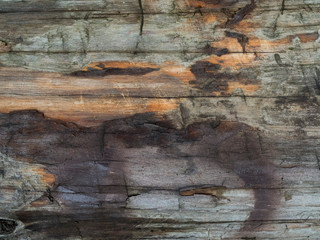bark of an old wet tree, top view