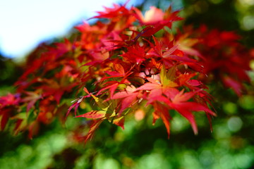 紅葉