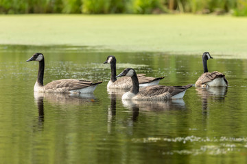 Small flock of young Canadian geese on the lake